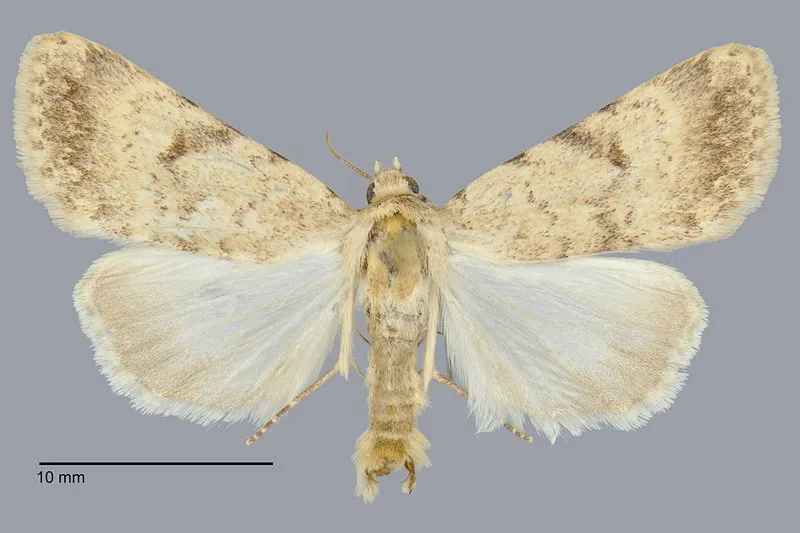 Protoperigea calientensis