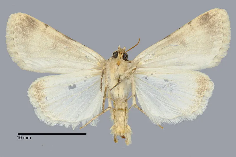 Protoperigea calientensis