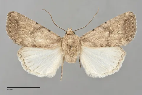 Protoperigea posticata