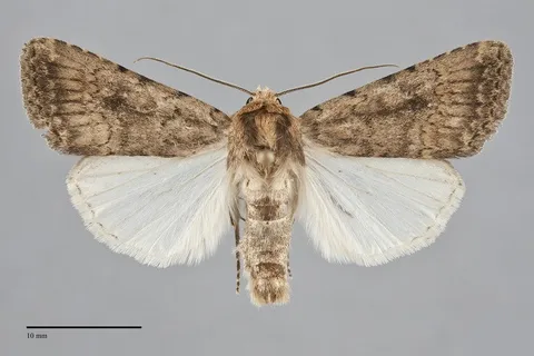 Protoperigea umbricata