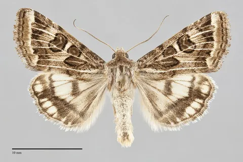 Protoschinia nuchalis