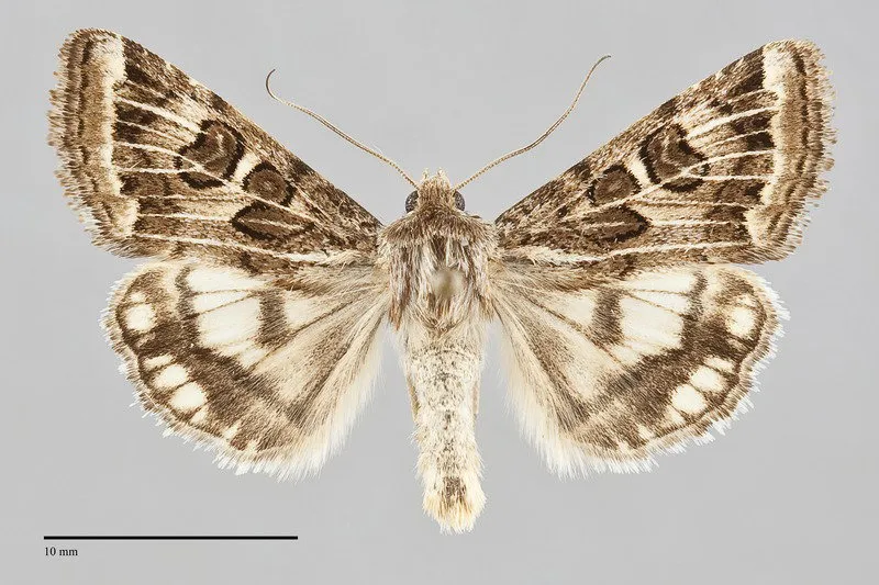 Protoschinia nuchalis