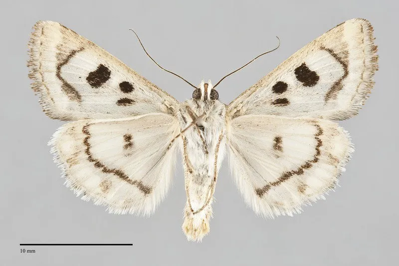 Protoschinia nuchalis