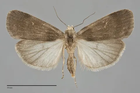 Proxenus mendosa
