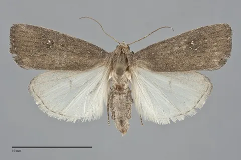 Proxenus mindara