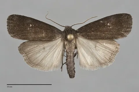 Proxenus miranda