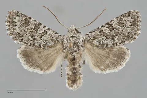 Psammopolia arietis