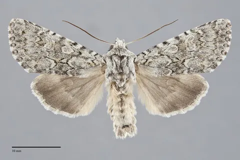 Psammopolia wyatti