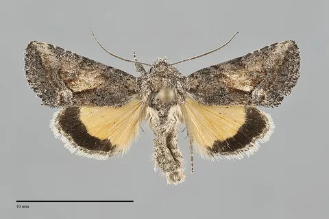 Pseudanarta caeca