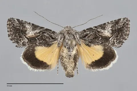 Pseudanarta crocea