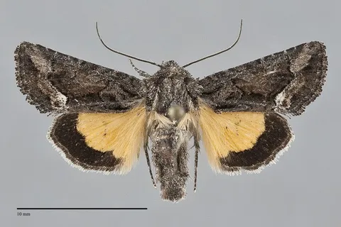 Pseudanarta flava