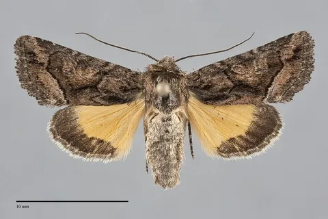 Pseudanarta singula