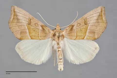 Pseudeva palligera