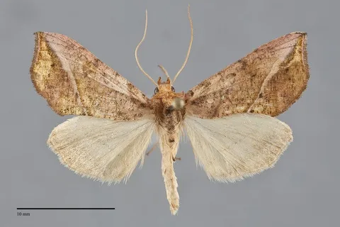 Pseudeva purpurigera