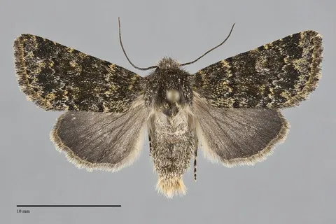 Pseudobryomima muscosa