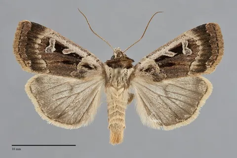 Pseudohermonassa flavotincta