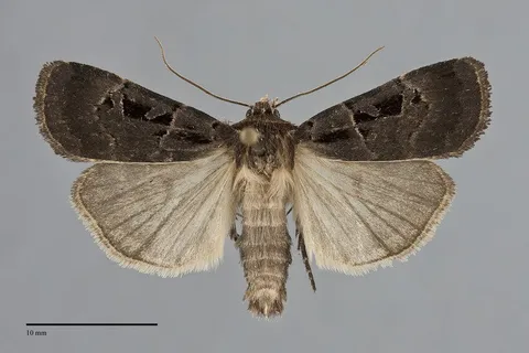 Pseudohermonassa tenuicula