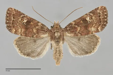 Pseudorthodes irrorata