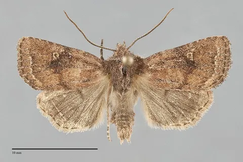 Pseudorthodes puerilis
