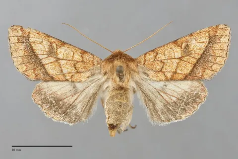 Pyrrhia cilisca