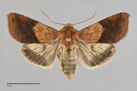 Pyrrhia exprimens