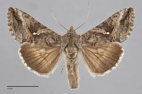 Rachiplusia ou