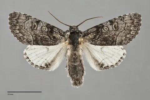 Raphia frater