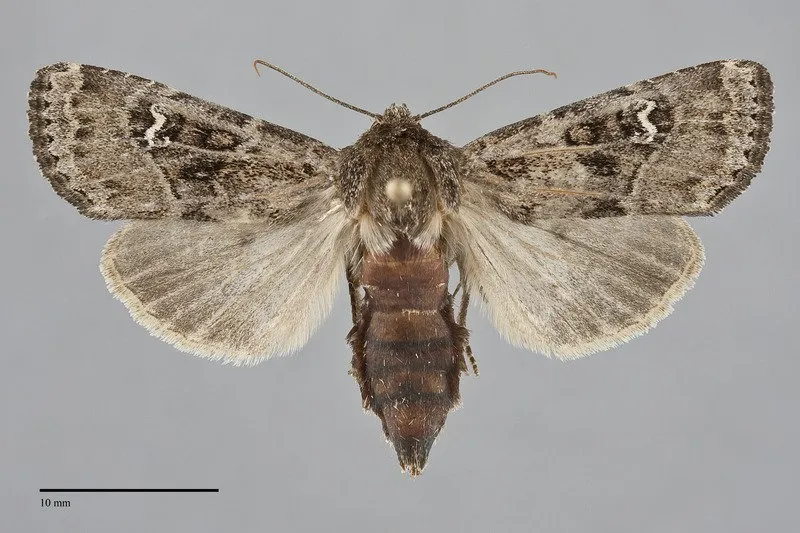 Resapamea diluvius