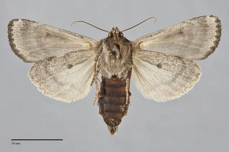 Resapamea diluvius