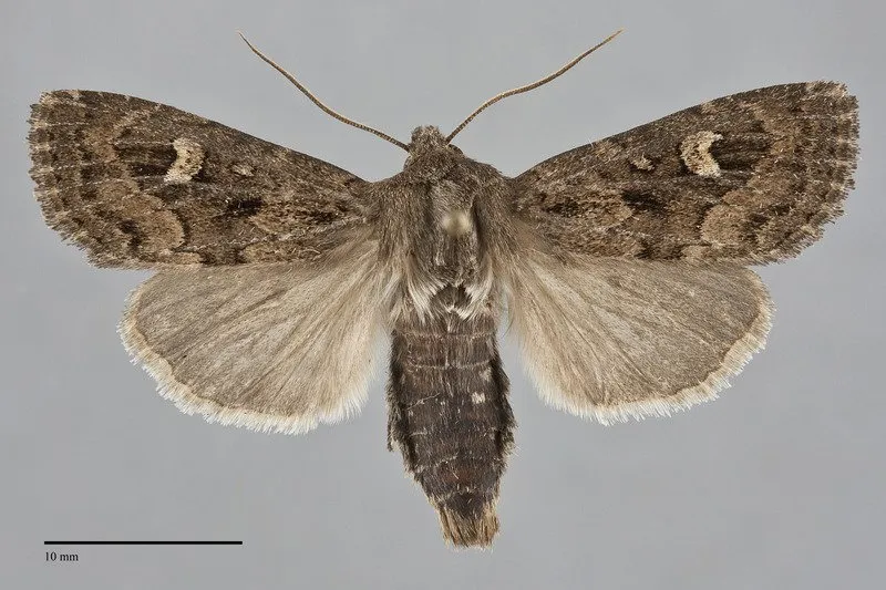 Resapamea diluvius