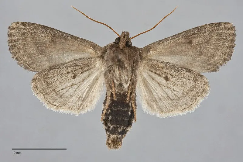 Resapamea diluvius