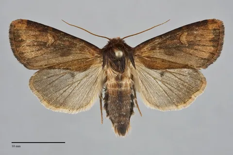 Resapamea enargia