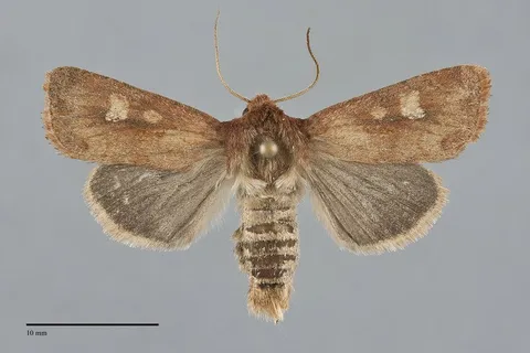 Resapamea innota