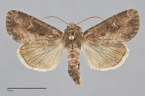 Resapamea passer