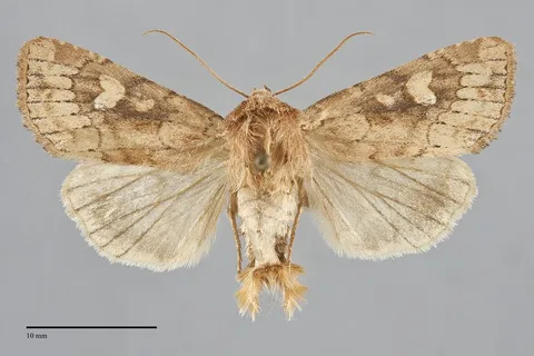 Resapamea venosa