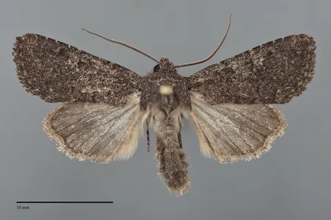 Rhabdorthodes pattersoni