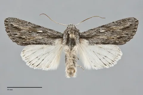 Rhizagrotis albalis