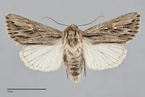 Rhizagrotis cloanthoides