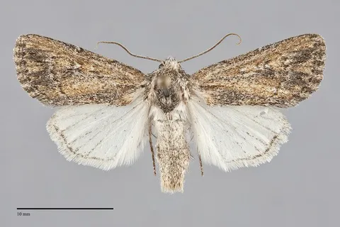 Rhizagrotis modesta