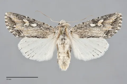 Rhizagrotis stylata