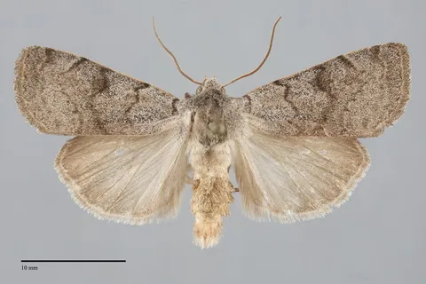 Richia parentalis