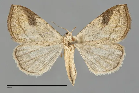 Rivula propinqualis
