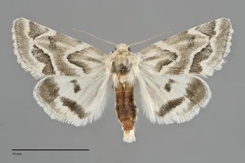Schinia acutilinea