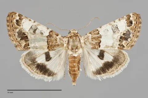 Schinia albafascia