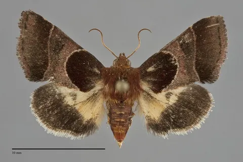 Schinia arcigera