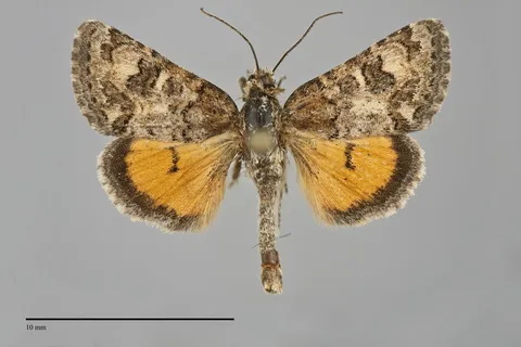 Schinia aurantiaca