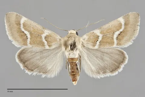 Schinia biundulata