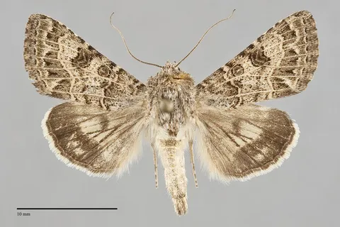 Schinia crotchii