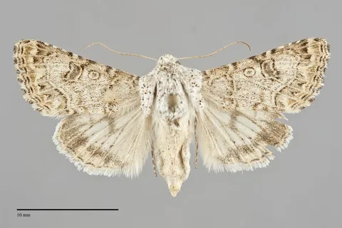 Schinia deserticola