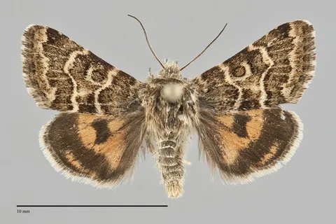 Schinia edwardsii